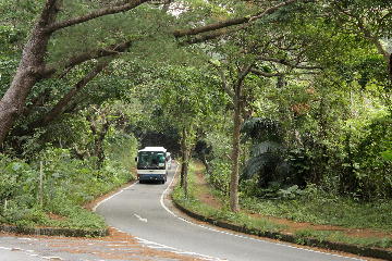 樹林をゆくバス