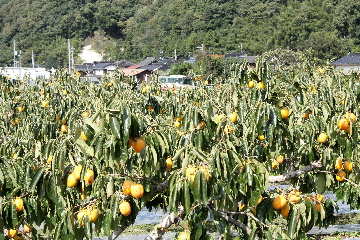 柿の畑を走るバス